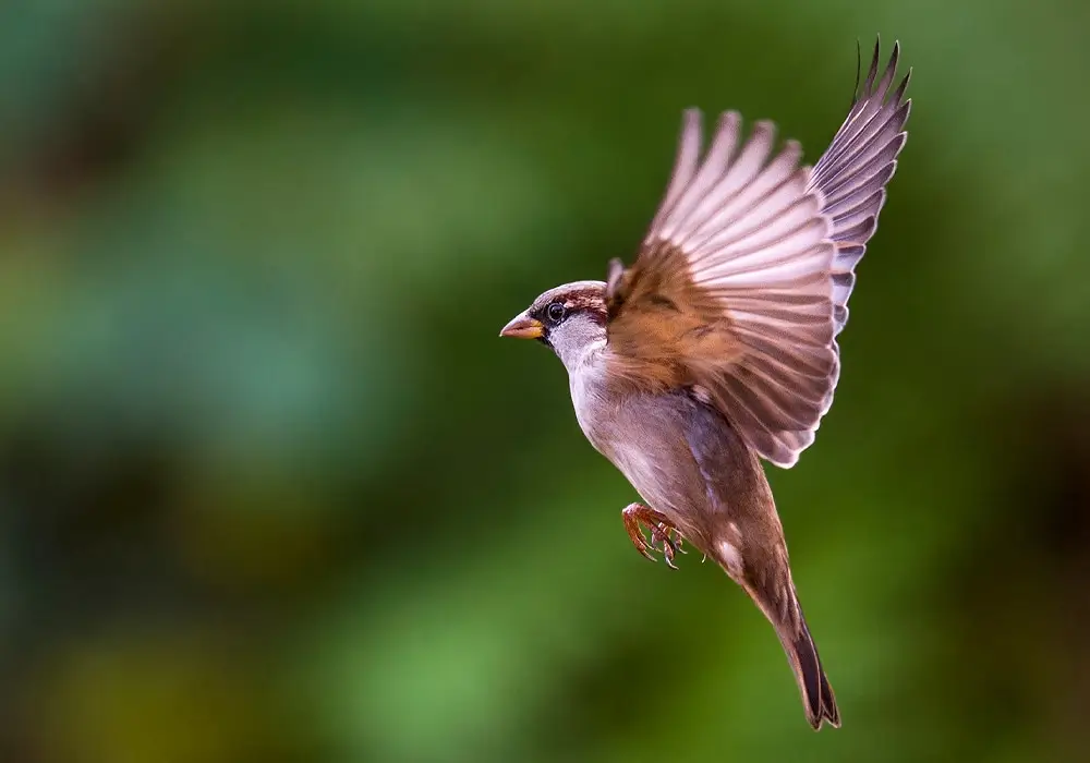 The Sparrow and the Parrot: Ancient Wisdom on Value and Contribution