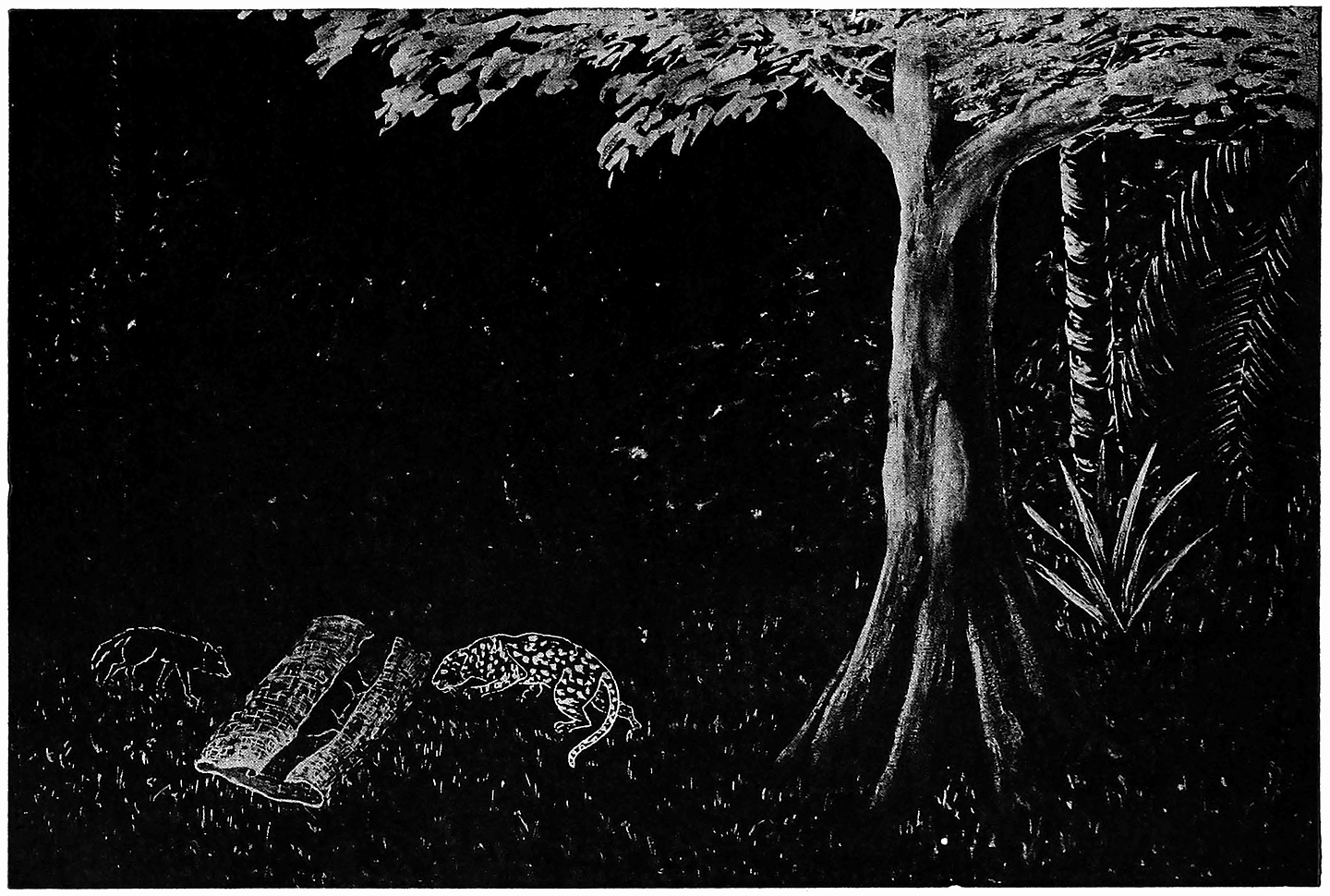 WHY ANTS ALWAYS HARM MAN’S PROPERTY