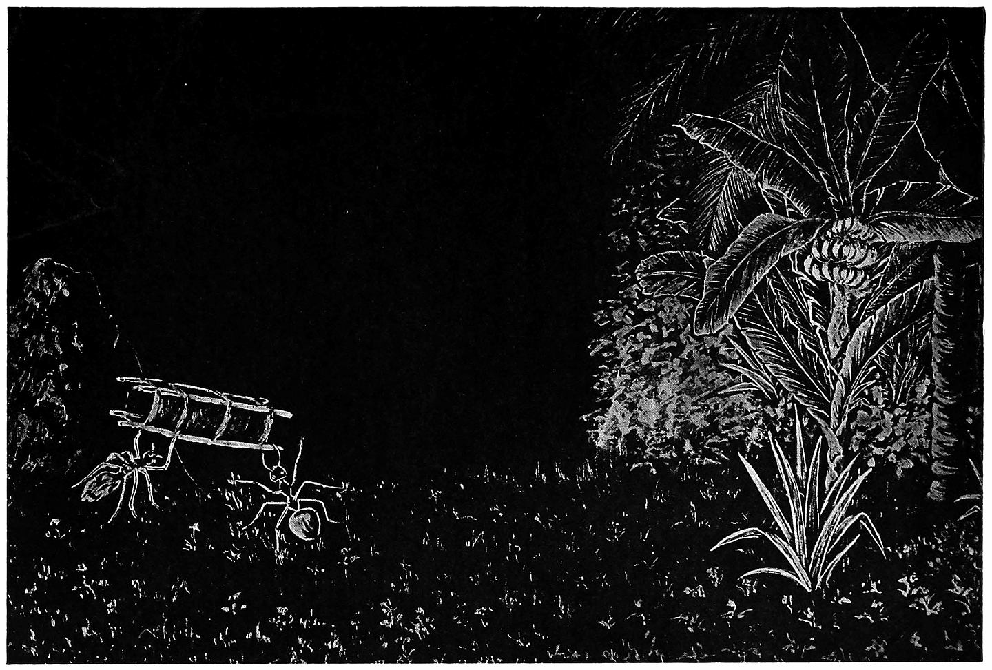 WHY WE SEE ANTS CARRYING BUNDLES AS BIG AS THEMSELVES