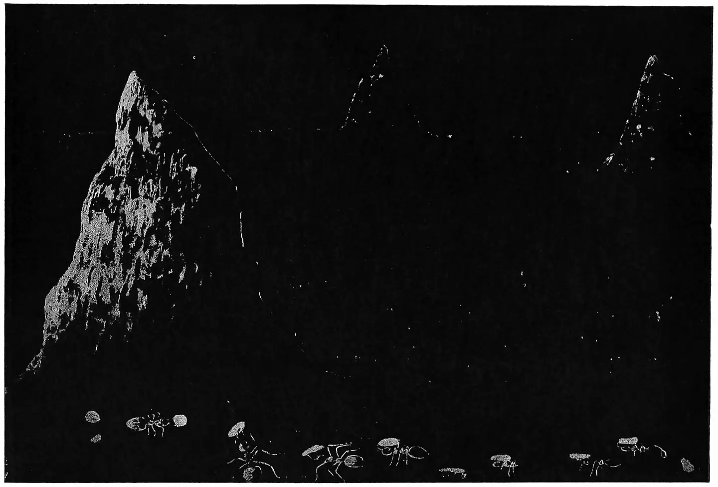 HOW MUSHROOMS FIRST GREW