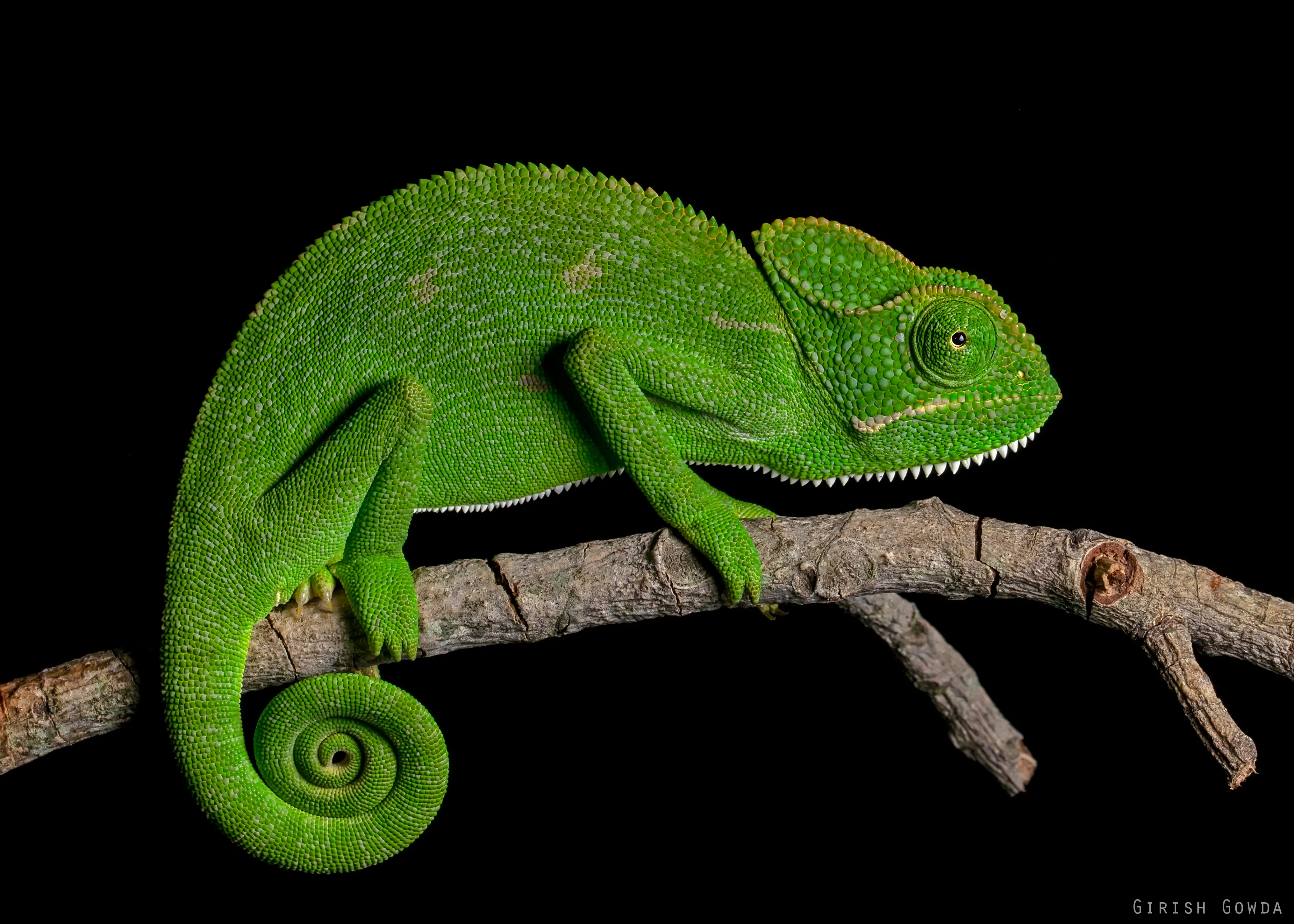 The Frog and the Chameleon