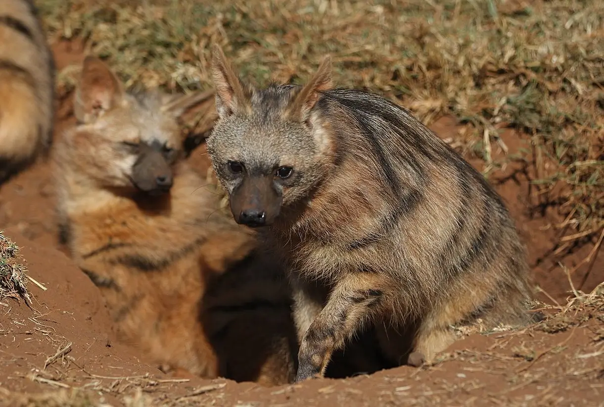 The Greedy Mantis and the Aardwolf