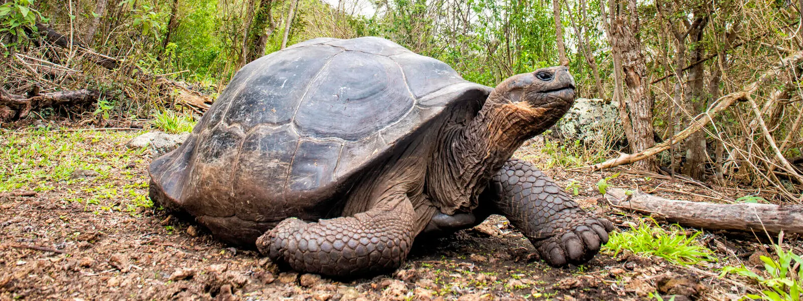 The Cunning Turtle and the King's Forbidden Fruit: An African Folk Tale
